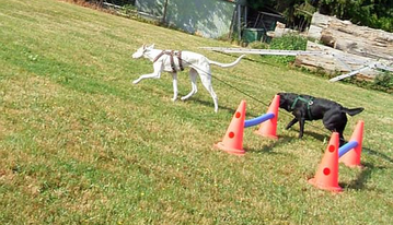 Hundeschule in Köln