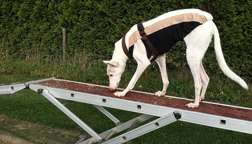 Hundeschule in Dormagen